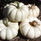25pcs Fresh Seeds Gooligan Pumpkin #TCHWB03