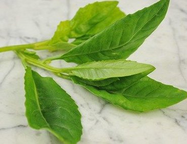 100pcs Fresh Seeds Baker Spinach #TCHWB03
