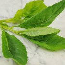 100pcs Fresh Seeds Baker Spinach #TCHWB03