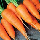500pcs Fresh Seeds Kuroda Carrot #TCHWB03