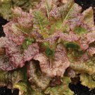 1300pcs Fresh Seeds Red Sails Lettuce #TCHWB03