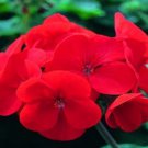 12pcs Fresh Seeds Saturn Red Flare Geranium #TCHWB03