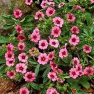 40pcs Fresh Flower Seeds Miss Wilmott Potentilla #TCHWB03