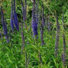 40pcs Fresh Seeds Blue Boquet Veronica Speedwell #TCHWB03