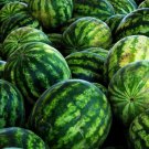 25pcs Fresh Seeds Allsweet Watermelon #TCHWB03