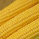 250pcs Fresh Seeds Kandy Korn Sweet Corn #TCHWB03