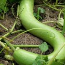 25pcs Fresh Seeds Snake Gourd #TCHWB03