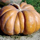 25pcs Fresh Seeds Fairytale Pumpkin #TCHWB03