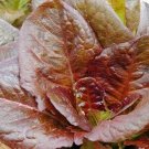 1300pcs Fresh Seeds Cimmaron Romaine Lettuce #TCHWB03
