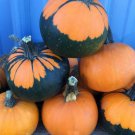 25pcs Fresh Seeds Batwing Mix Pumpkin #TCHWB03