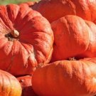25pcs Fresh Seeds Cinderella's Carriage Pumpkin Seeds #TCHWB03