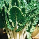 500pcs Fresh Seeds Fordhook Giant Swiss Chard #TCHWB03