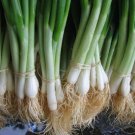50pcs Fresh Seeds He-Shi-Ko Onion #TCHWB03