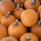 25pcs Fresh Seeds Small Sugar Pumpkin Seeds Fresh #TCHWB03