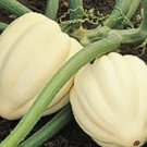 25Pcs Fresh Seeds Cream of the crop winter squash #TCHWB03