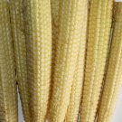 100pcs Fresh Seeds Mini Sweet Sweet Corn #TCHWB03