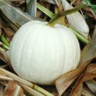 25pcs Fresh Seeds Blanco Pumpkin #TCHWB03