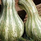 25pcs Fresh Seeds Cushaw Mixture Squash/Pumpkin #TCHWB03