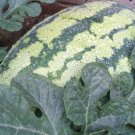 25pcs Fresh Seeds Georgia Rattlesnake #TCHWB03
