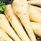 250pcs Fresh Seeds All American Parsnip #TCHWB03