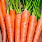 1600pcs Fresh Seeds Tendersweet Carrots Fresh Seed #TCHWB03