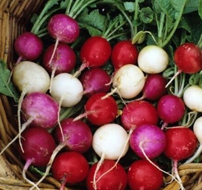 600pcs Fresh Seeds Easter Egg Radish #TCHWB03