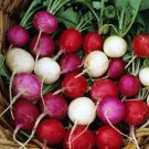 600pcs Fresh Seeds Easter Egg Radish #TCHWB03