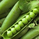 250pcs Fresh Seeds Little Marvel Pea #TCHWB03