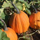 25pcs Fresh Seeds Dark Knight Pumpkin #TCHWB03