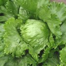 1200pcs Fresh Seeds Iceberg Lettuce #TCHWB03