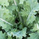2000pcs Fresh Seeds Siberian Kale #TCHWB03