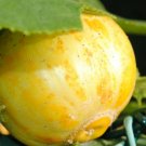 25pcs Fresh Seeds Lemon Cucumber #TCHWB03