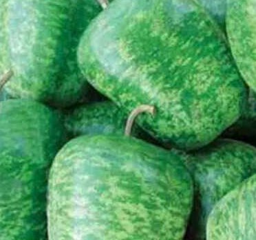 25pcs Fresh Seeds Large Apple Gourd #TCHWB03