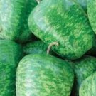 25pcs Fresh Seeds Large Apple Gourd #TCHWB03