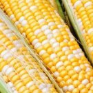 250pcs Fresh Seeds Ambrosia Sweet Corn #TCHWB03