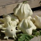 25pcs Fresh Seeds Yugoslavian Finger Squash #TCHWB03