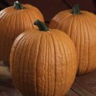 25pcs Fresh Seeds Mr. Wrinkles Pumpkin #TCHWB03