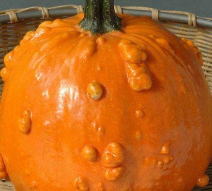 25pcs Fresh Seeds Toad Pumpkin #TCHWB03