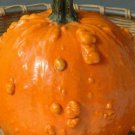 25pcs Fresh Seeds Toad Pumpkin #TCHWB03