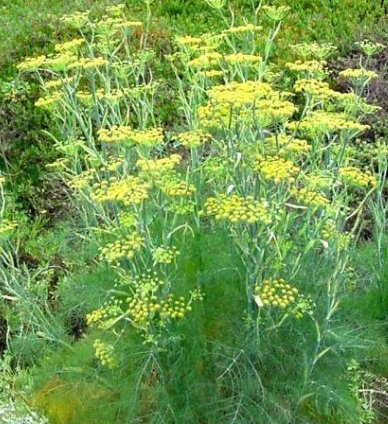 250pcs Fresh Herb Seeds Sweet Fennel #TCHWB03