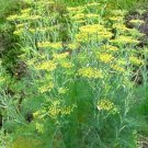 250pcs Fresh Herb Seeds Sweet Fennel #TCHWB03
