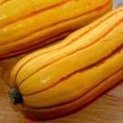 25pcs Fresh Seeds Delicata Winter Squash #TCHWB03