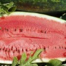25pcs Fresh Seeds Kleckley Sweet Watermelon #TCHWB03