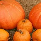 25pcs Fresh Seeds Mixed Pumpkin #TCHWB03