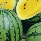 25pcs Fresh Seeds Baby Doll Watermelon #TCHWB03
