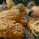 25pcs Fresh Seeds Lunch Lady Gourd #TCHWB03