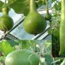 25ps Fresh Seeds Large Mixed Gourd #TCHWB03
