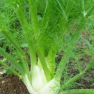 250pcs Fresh Seeds Florence Fennel #TCHWB03