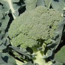 50pcs Fresh Seeds Marathon Broccoli #TCHWB03