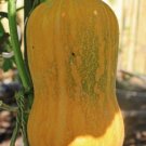25pcs Fresh Seeds Honeynut Winter Squash #TCHWB03